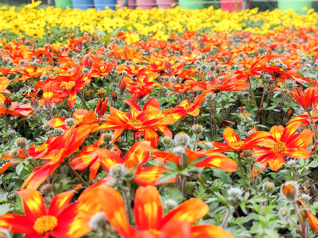 les serres de la Ville de Calais