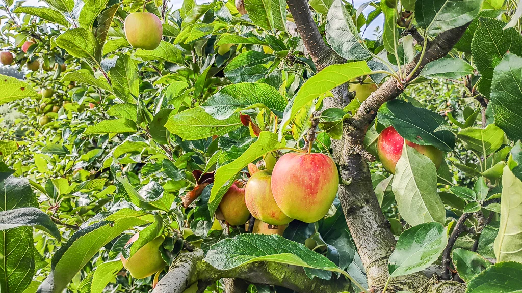 De bonnes pommes bien juteuses