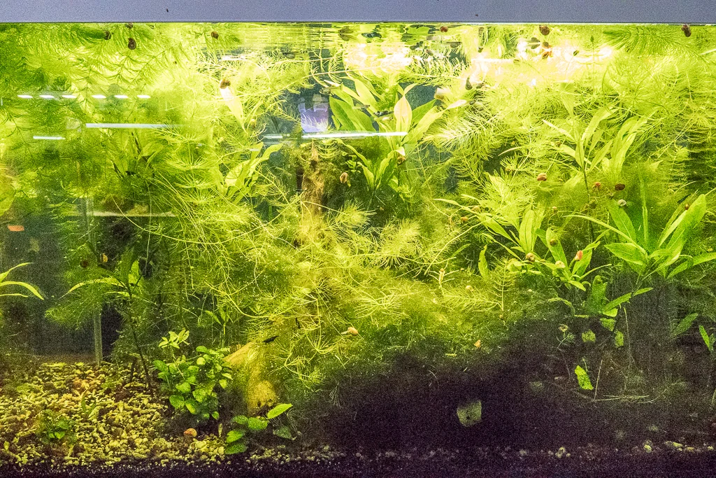 Le Cercle Aquariophile du Calaisis