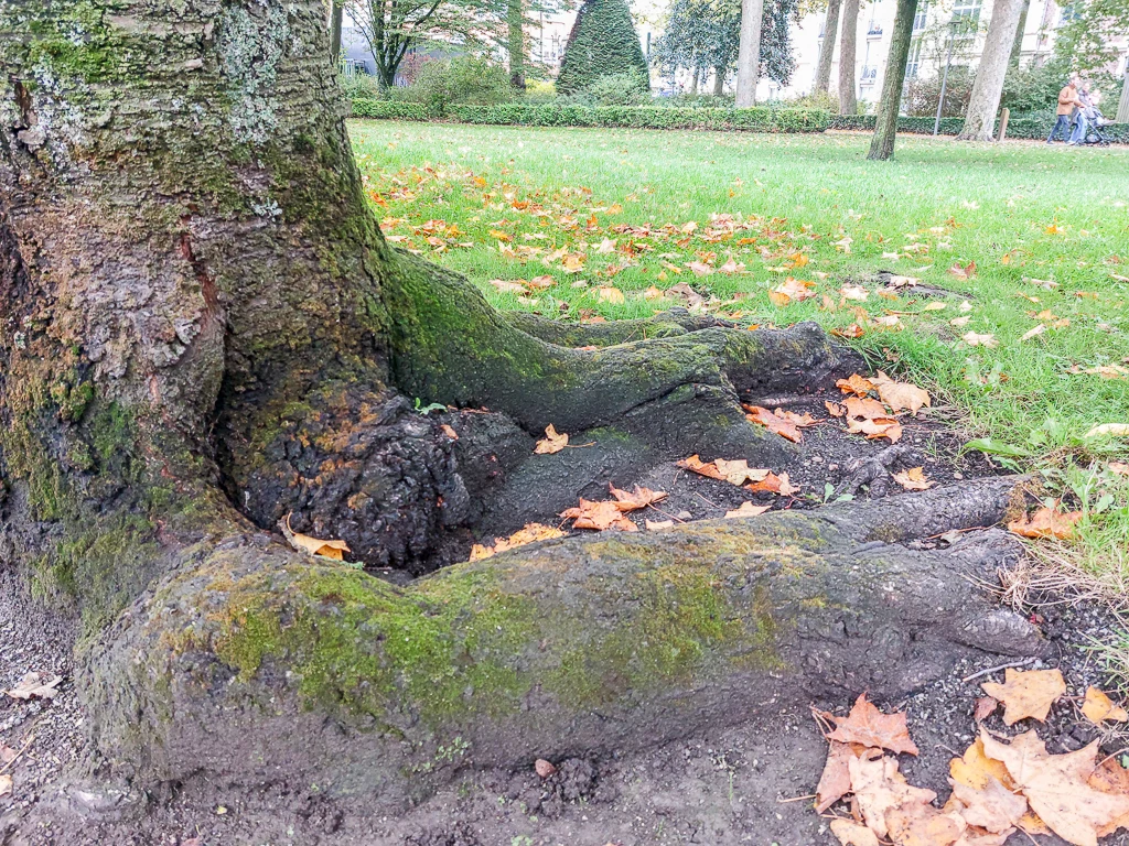 Des racines centenaires dans le parc Saint-Pierre de Calais