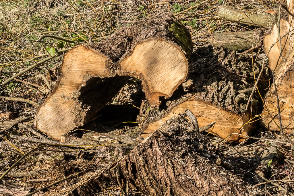 Le plaisir de manger du véritable pain cuit au feu de bois