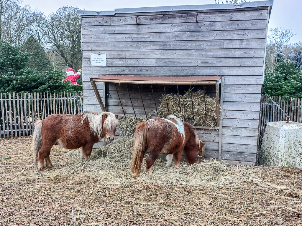 De jolis poneys dans leur enclos
