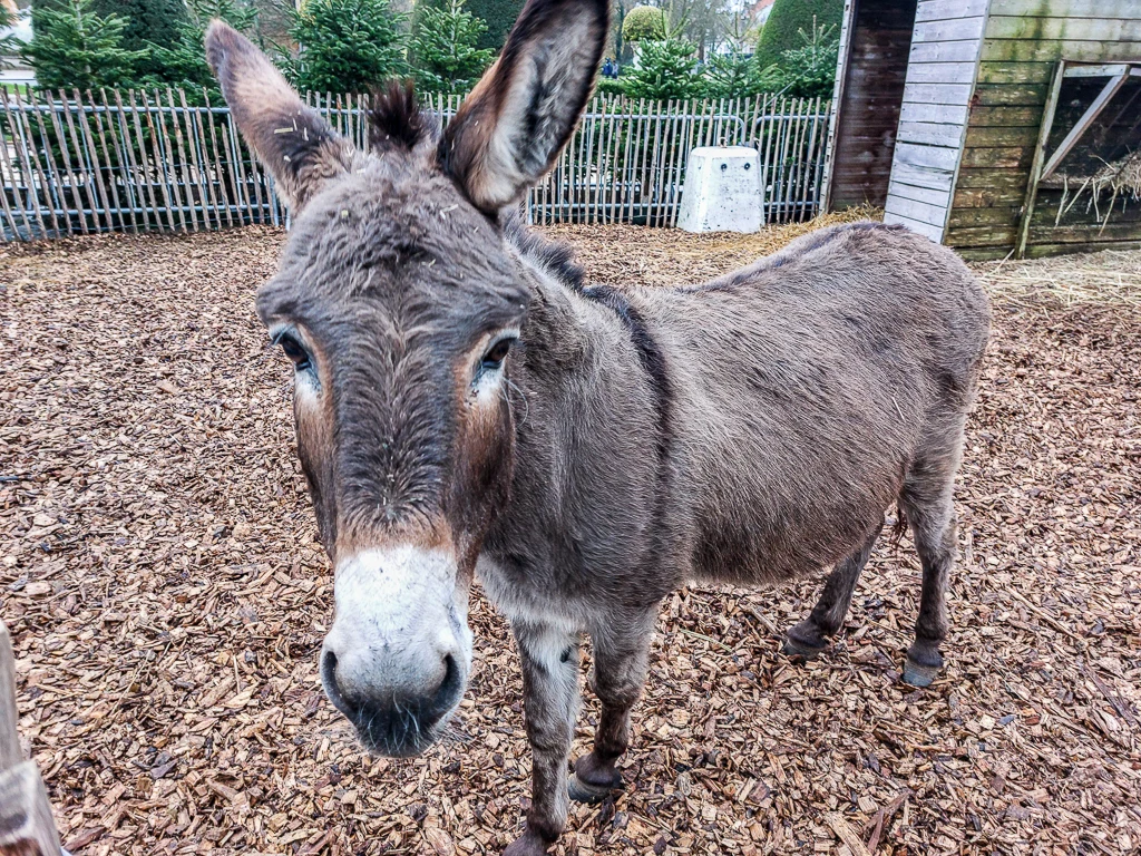 Mais, dis donc, ne me prends pas pou un ane, toi !