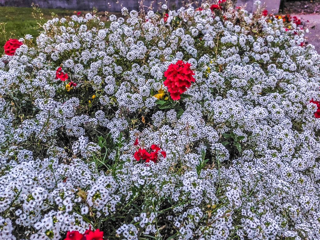 Nombreux sont les habitants de la ville de Calais