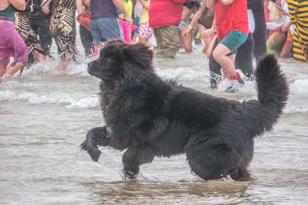 Les chiens sont même de la partie pour le Bain Décalais