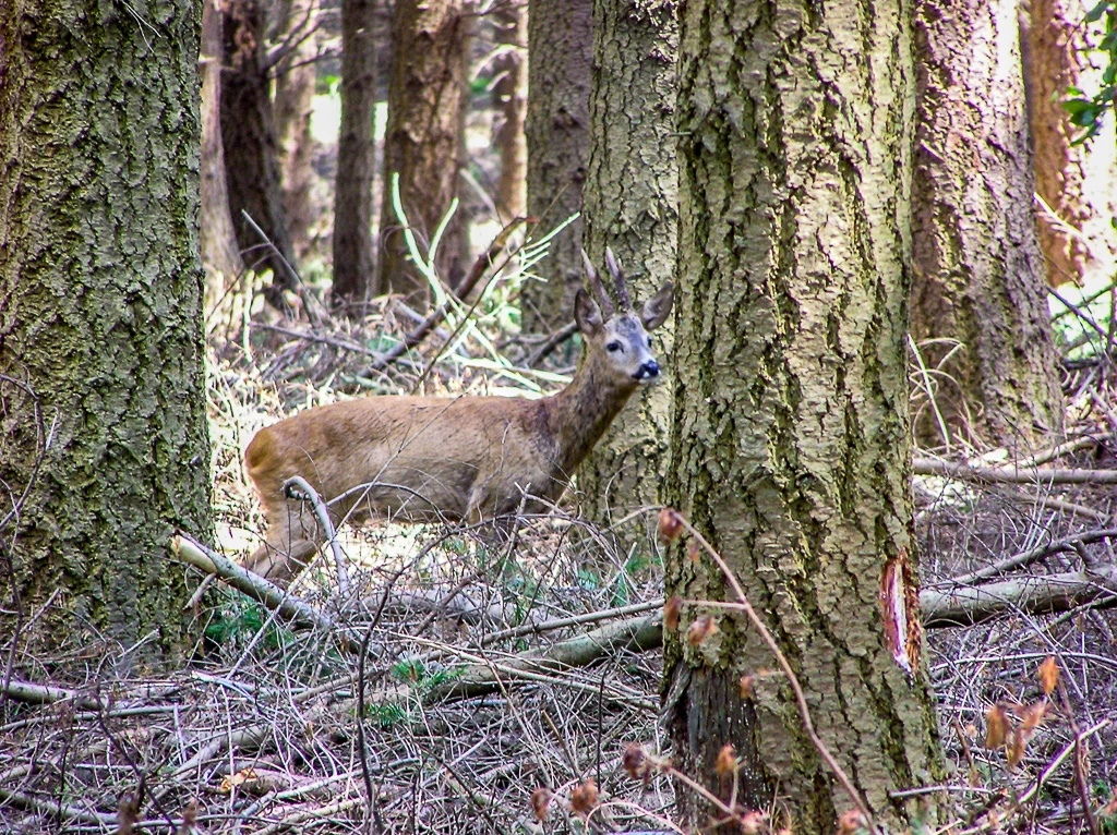 Au fin fond des la forêt