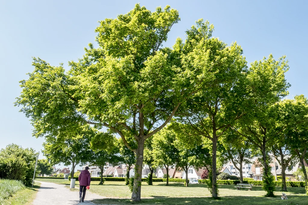 Calais en manque de véritables poumons verts