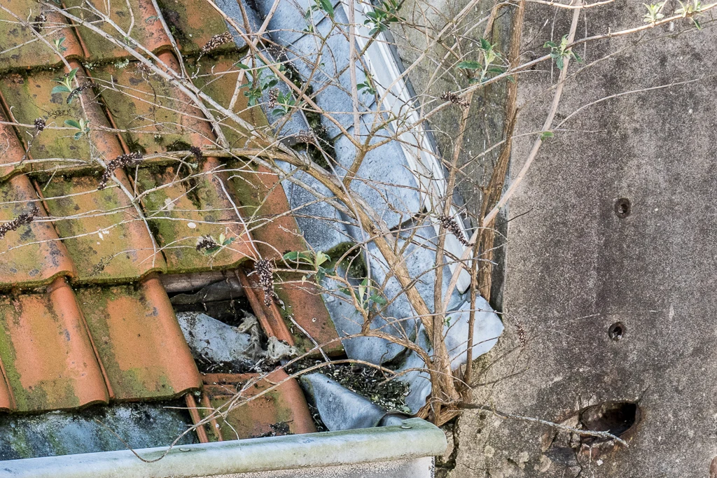 Un arbre pousse das ma gouttière