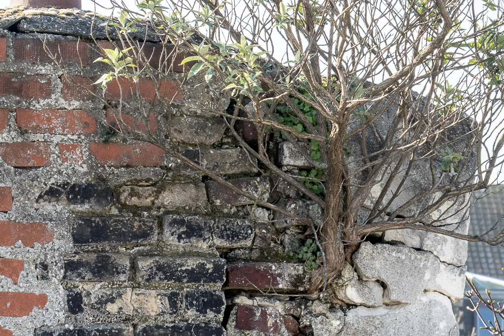 Un arbre pouse sur ma cheminée