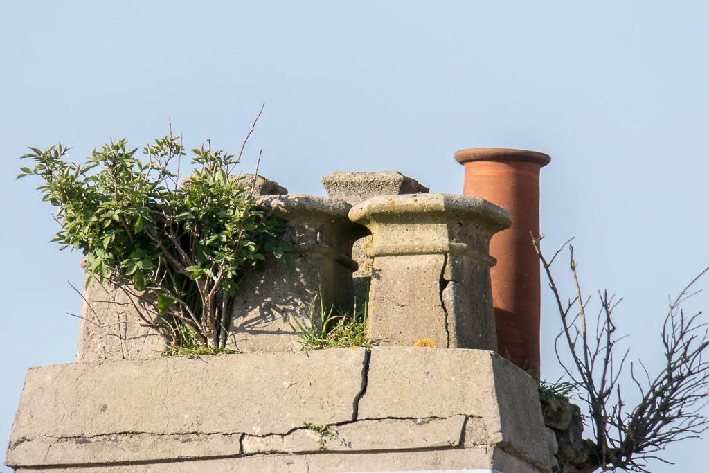 Un arbre pousse entre les pots de ma cheminée