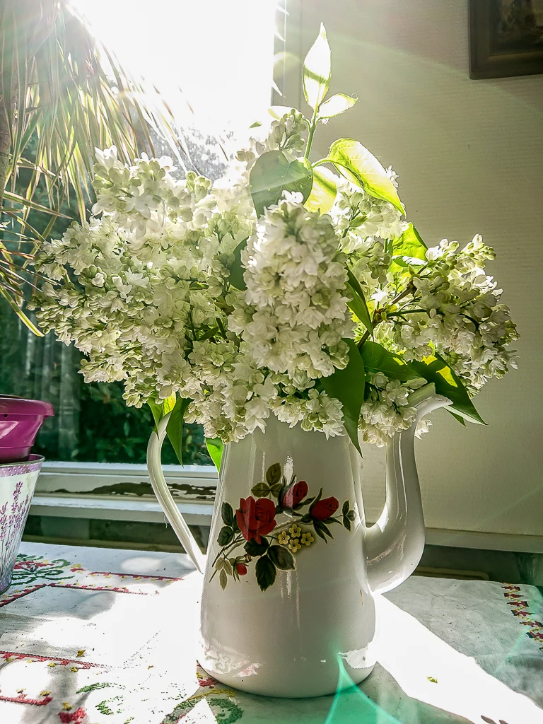 Le lilas de printemps possède un superbe parfum également vs muguet