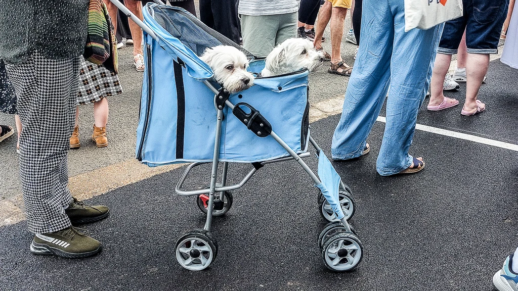 Même les chiens étaient invités pour l'occasion