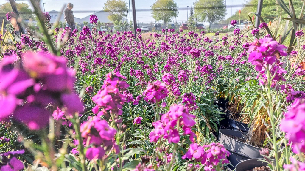 De somptueuses fleurs qui attendent d'être plantées 