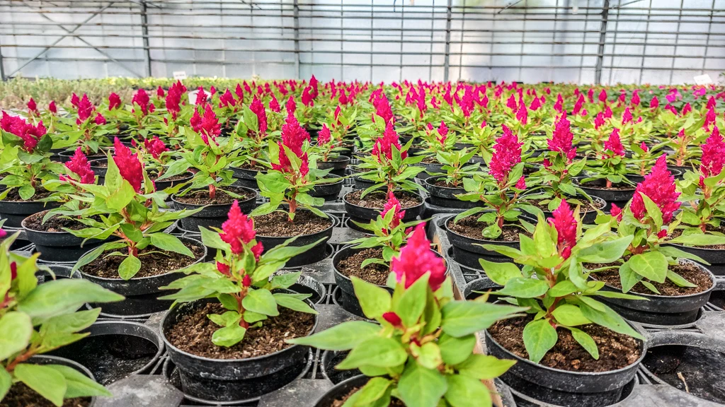 Elles vont fleurir les parterres de l'Hôtel de Ville de Calais