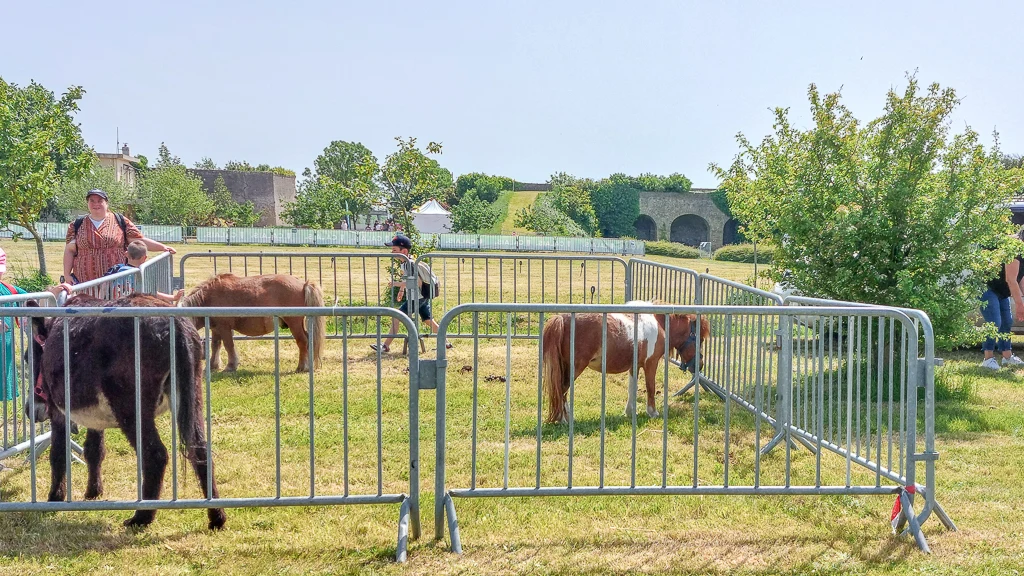 On découvre des animaux à Animation Sport Nature au Fort-Nieulay