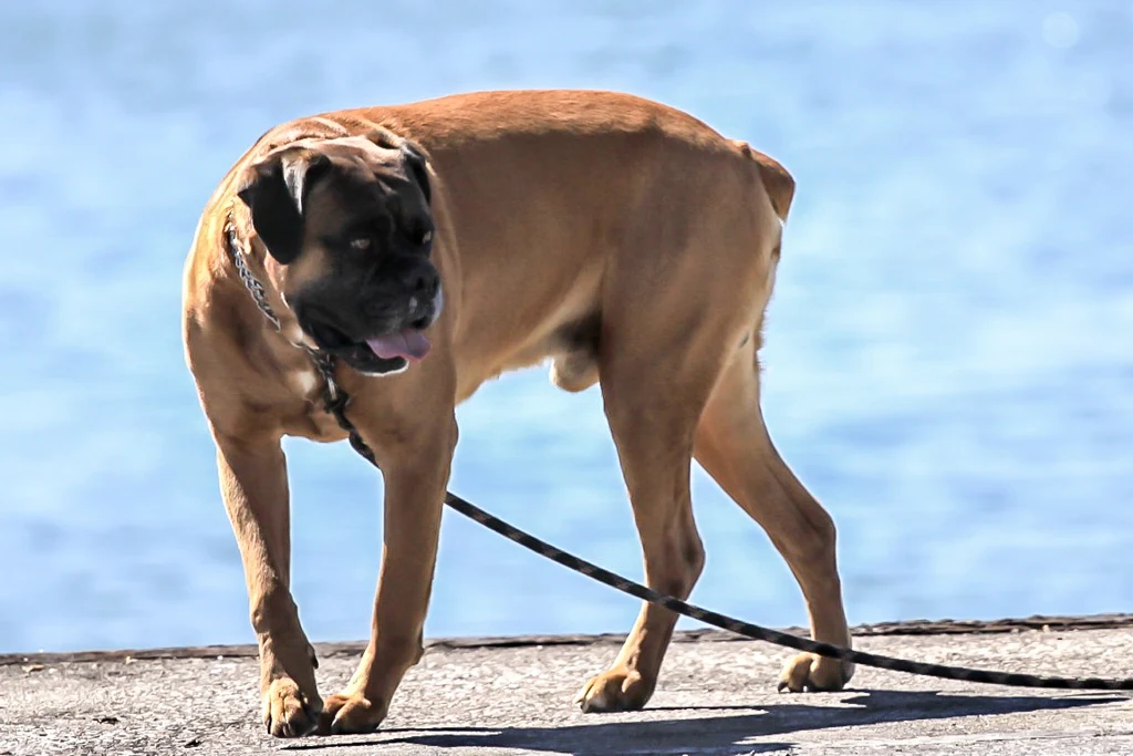 Le chien, le meilleur ami de l'homme, mais pas celui de tous les hommes