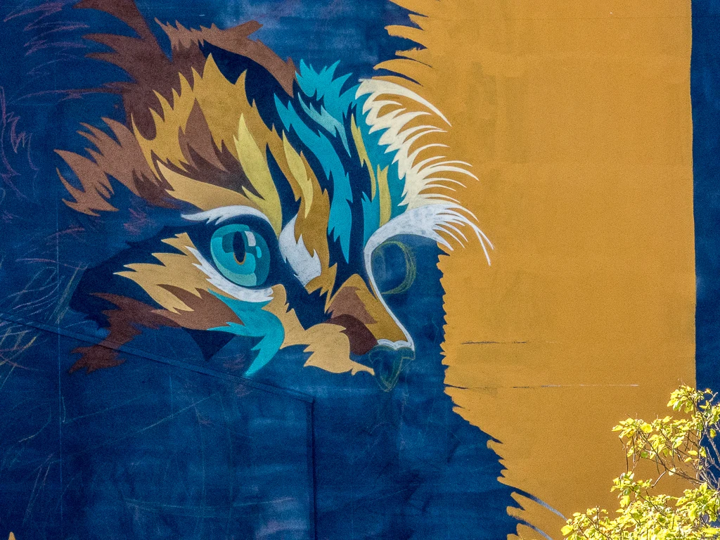 Regard de félin
