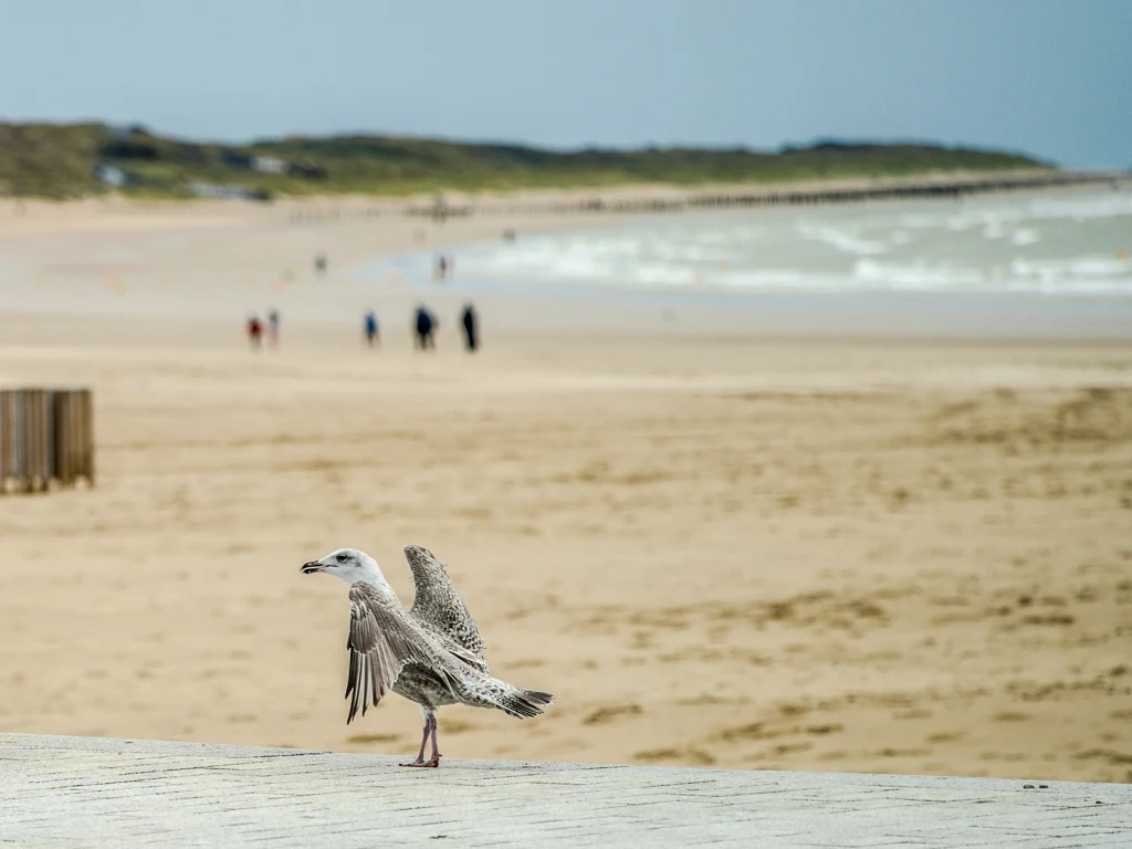 Danse des goélands et grisards de Calais